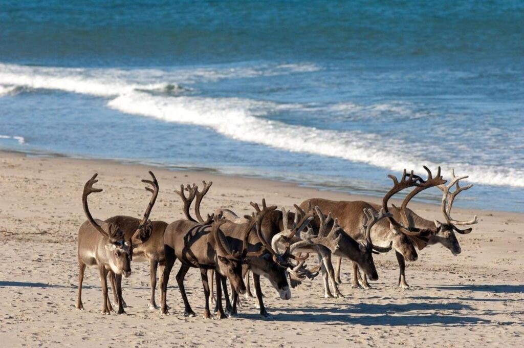 Ekkeroy Lodge - Arctic Living วัดเซอ ภายนอก รูปภาพ